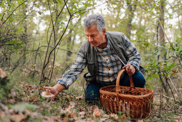 Senior man picking mushrooms in forest with wicker basket and knife