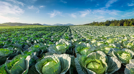 cabbage field in the country