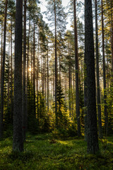 Fototapeta premium Landscape of pine forest tree in sunshine. Wild woods nature.