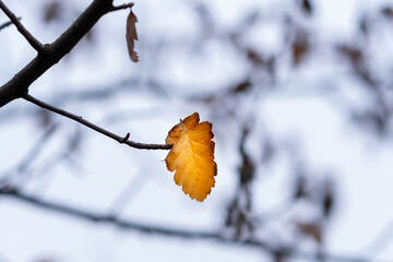 last orange leaf on a branch