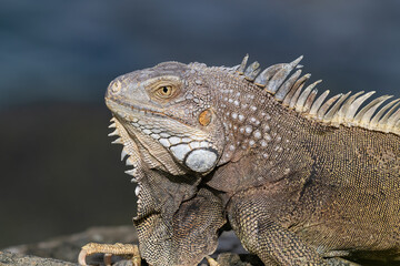 Fototapeta premium Closeup of Green Iguana (Iguana iguana) on the island of Aruba. Looking to the left, ocean in background. 