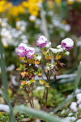 Autumn chrysanthemums under the snow