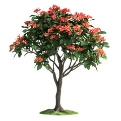 Fototapeta premium tree with red berries