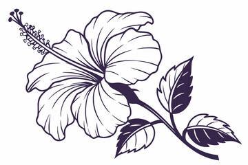 Hibiscus Flower Outline, Hibiscus Flower, Hibiscus flower vector illustration with line art,  Hand drawn hibiscus flower, Line Art Hibiscus Flower