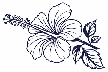 Hibiscus Flower Outline, Hibiscus Flower, Hibiscus flower vector illustration with line art,  Hand drawn hibiscus flower, Line Art Hibiscus Flower
