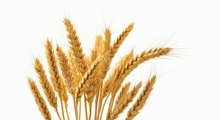 Fototapeta premium A clean arrangement of wheat stalks showcasing their golden color and natural beauty