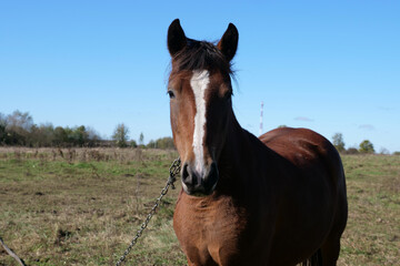 Horses graze in the field. Agriculture. Caring for horses.