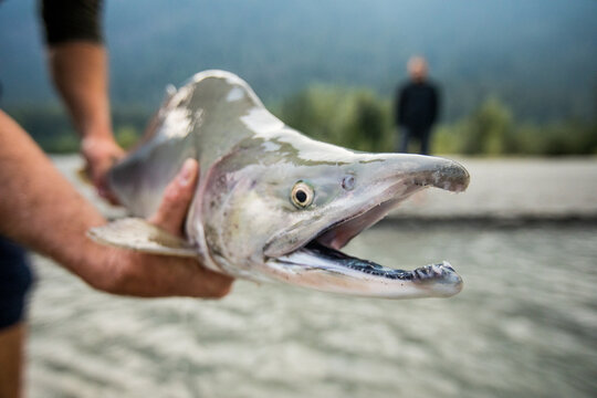 Detail of fisherman releasing Pacific Pink Salmon, mouth open