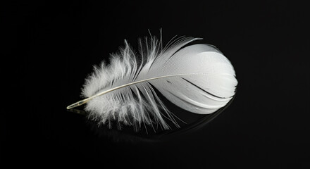 Obraz premium White feather positioned horizontally against a black backdrop, showcasing its soft and intricate details