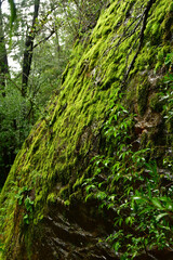 green moss on wet trees patagonia chile rain forest