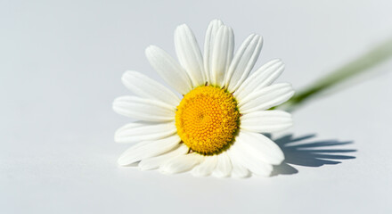 Fototapeta premium White daisy with a vibrant yellow center against a blurred natural background