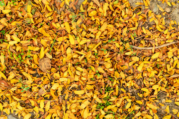 A textured background of fallen golden leaves scattered on the ground, representing the beauty of autumn. The vibrant yellow hues are complemented by subtle green sprouts and earthy tones beneath.
