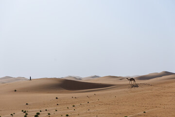 one camel following a human in Abu Dhabi Al Qua desert in United Arab Emirates.