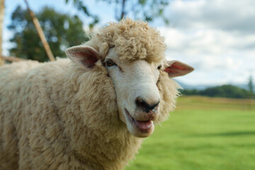 close up sheep resting in grass field