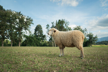 sheep resting in grass field