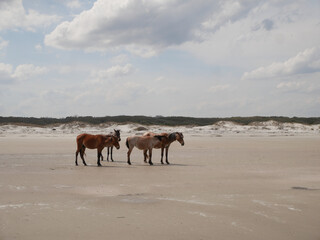 wild horses on the beach