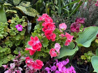 pink flowers in the garden