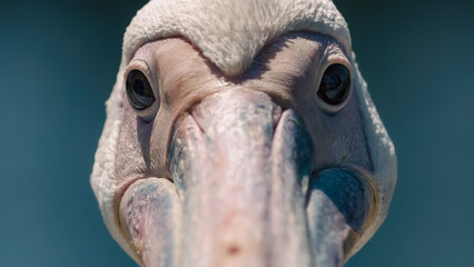 portrait of a large white pelican close up