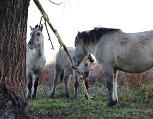 Three Konik horses are standing together around a tree, eating from a branch. Meinerswijk, Arnhem, Netherlands.