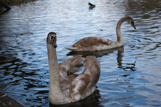 A young swan floating on a calm lake, surrounded by rippling water