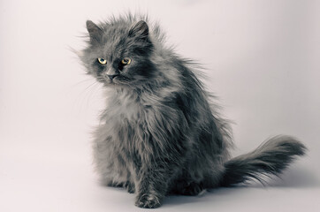 shaggy angry gray adult fluffy cat on a light background