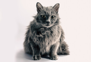 shaggy gray cat looks fearfully on a light background
