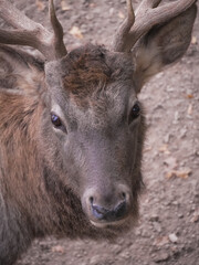 Close-up of a young pere deer showcasing its developing antlers and distinctive brown fur, offering a captivating glimpse into the unique features of this rare and majestic species. Vertical photo