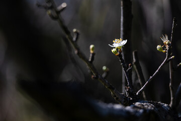 white tea tree blossom in spring, black blurred background, gardening