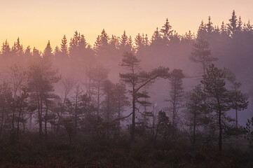 Fototapeta premium Misty morning light filters through a tranquil forest landscape during sunrise in early autumn