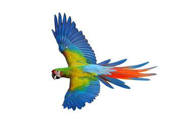 Colorful flying Shamrock Macaw parrot isolated on on transparent background png file