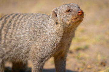 close up of a banded mongoose in the Etosha National Park in Namibia, Africa.