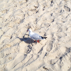 Seagulls at Byron bay beach, NSW, Australia  