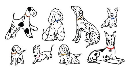 Different dogs breeds Line art  pedigrees set. Corgi, Poodle, Dachshund, Poodle, Dalmatian, Terrier collection. Flat vector