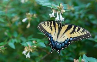 yellow swallowtail on wildflowers