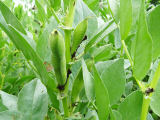 Bean plants in natural conditions, flowering and fruit ripening, growing beans