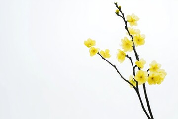 Vibrant Yellow Apricot Blossom Branch for Spring Design and Decor