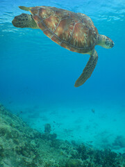 a green sea turtle swimming in the crystal clear water of Curacao