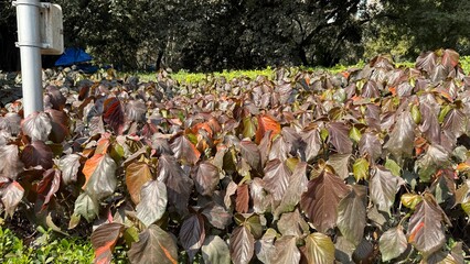 Beautiful spring garden. The green lawn emphasizes the blooming flowers in the garden. A diverse spectrum of colorful flowers, panoramic views of natural beauty