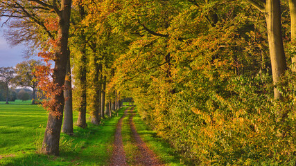 Waldweg aus der Eichhörnchen-Perspektive