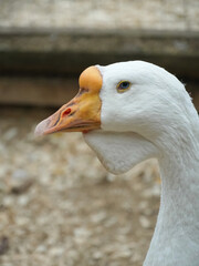 Close-up profile view of a white goose with a prominent orange beak and a striking blue eye, its white feathers contrasting against the blurred background. Vertical photo