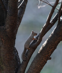 木に登るニホンリス