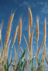 Obraz premium Softly swaying wheat stalks against a brilliant blue backdrop, serene atmosphere, white clouds, idyllic scene