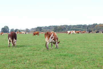 Cows graze in the pasture. Agriculture. Cattle breeding.
