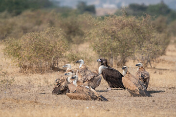Flock of wild cinereous vulture and Eurasian griffon vulture or gyps fulvus and Aegypius monachus basking sun winter migration at desert national park jaisalmer rajasthan india asia