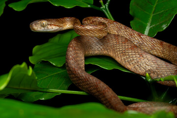 Collared cat snake ( boiga nuchalis ) on a tree branch