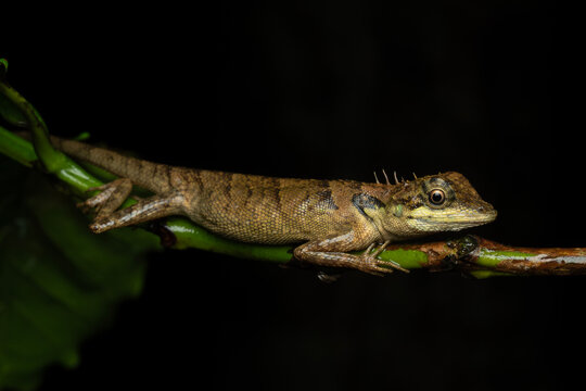 Monilesaurus ellioti, also known commonly as Elliot's forest lizard
