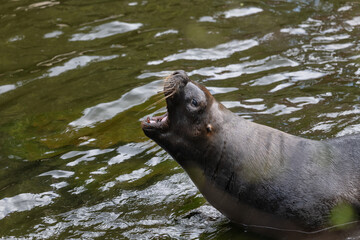 South American Sea Lion Roar