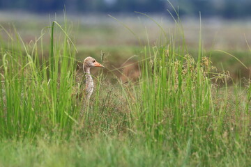 The sarus crane is a rare, large bird that lives in wetlands and organic rice fields in Buriram...