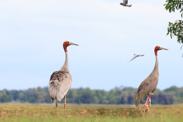 The sarus crane is a rare, large bird that lives in wetlands and organic rice fields in Buriram...
