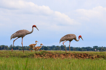 The sarus crane is a rare, large bird that lives in wetlands and organic rice fields in Buriram...